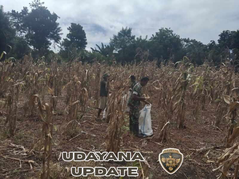 Babinsa Koramil 06/Karera Melaksanakan Komsos Sekaligus Bantu Petani Panen Jagung di Kakaha