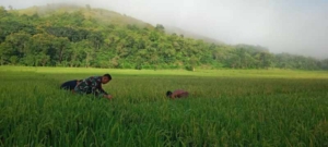 Babinsa Koramil 04/Tabundung Dampingi Warga Pantau Pertumbuhan Padi di Desa Karita