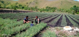Babinsa Koramil 05/Waingapu Laksanakan Komsos dan Pantau Pertumbuhan Bawang Warga