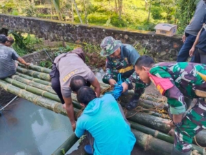 Wujud Sinergitas, Koramil dan Polsek Busungbiu Bersama Warga Bangun Jembatan Darurat Penghubung Desa