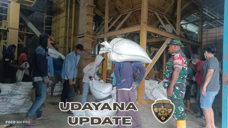 Pastikan Harga Layak, Babinsa Alas Kawal Penyerapan Gabah Petani