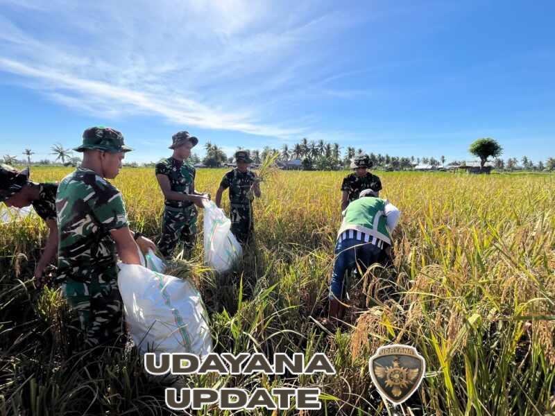 Dukung Ketahanan Pangan, Prajurit Yonif TP 834/WM Gelar Ubinan dan Panen Padi di Nagekeo