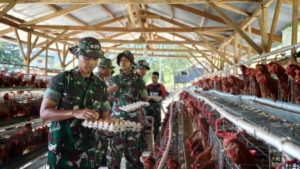 Prajurit Yonif TP 835/SYB menunjukkan produktivitas dengan panen telur dan lele
