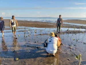 Aksi Nyata Babinsa Lembata Lestarikan Lingkungan Melalui Penanaman Mangrove