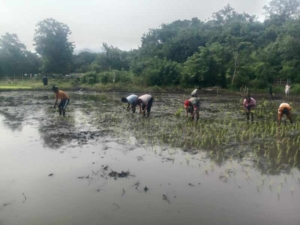 Ketahanan Pangan Diperkuat, Babinsa Karera Aktif Dampingi Petani
