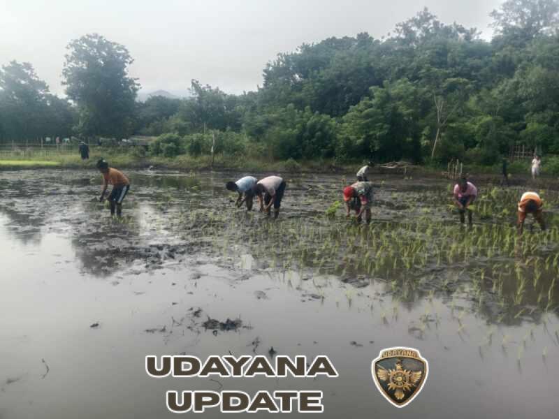 Ketahanan Pangan Diperkuat, Babinsa Karera Aktif Dampingi Petani