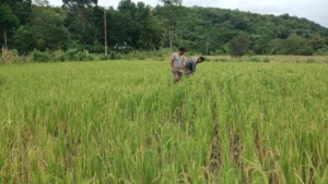 Babinsa Desa Karita Pantau Perkembangan Lahan Padi Bersama Petani