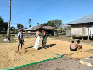 Babinsa Koramil 03/Pahunga Lodu Aktif Dukung Ketahanan Pangan Petani