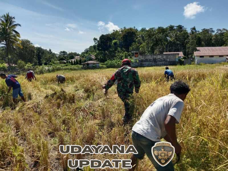 Babinsa Tabundung Dampingi Petani Panen Padi di Desa Tawui