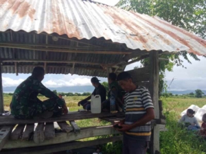 Sinergi Babinsa dan PPL, Wujudkan Kesejahteraan Petani Desa Marada