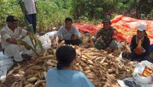 Panen Jagung Hibrida di Umagera Libatkan Berbagai Unsur Masyarakat