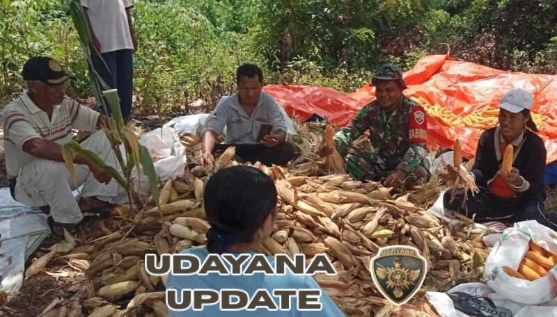 Panen Jagung Hibrida di Umagera Libatkan Berbagai Unsur Masyarakat