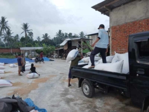 Babinsa Bersama Poktan Kaduk Sukseskan Panen Padi Varietas Inpari 32