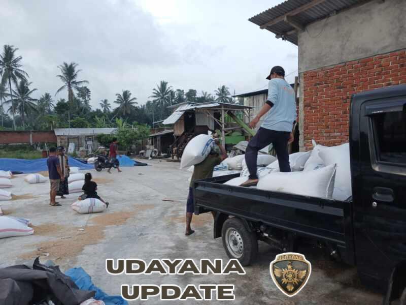 Babinsa Bersama Poktan Kaduk Sukseskan Panen Padi Varietas Inpari 32