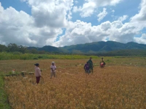Sertu Eduard Padabain Laksanakan Pemantauan Lahan Sawah di Desa Air Mancur