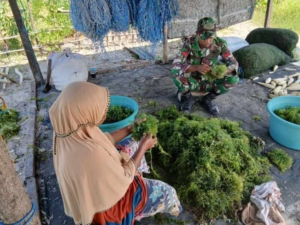 Sinergi Babinsa dan Warga, Kegiatan Pembersihan Rumput Laut Berjalan Lancar