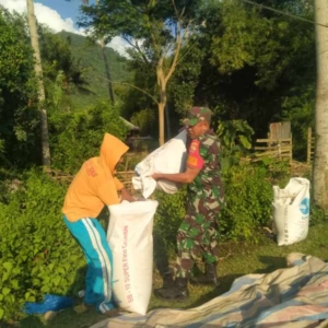 Dukung Ketahanan Pangan, Babinsa Karombo Aktif Dampingi Petani