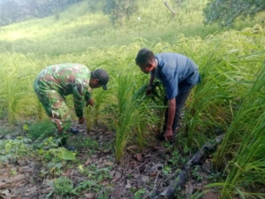 Babinsa Koramil 04/Tabundung Dampingi Petani Cek Kondisi Padi di Desa Tawui