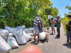 Babinsa Desa Goa Kawal Penyerapan Gabah Bulog, Capai 14,7 Ton di Jereweh