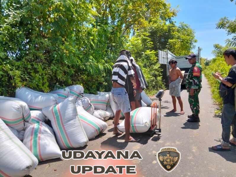 Babinsa Desa Goa Kawal Penyerapan Gabah Bulog, Capai 14,7 Ton di Jereweh