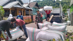 Babinsa Turun Langsung Dampingi Petani, Penyerapan Gabah di Brang Rea Optimal