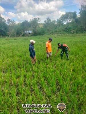 Babinsa Koramil 01/Lewa Dampingi Petani Cek Kondisi Padi di Sawah Tadah Hujan
