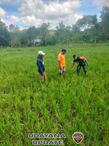 Babinsa Koramil 01/Lewa Dampingi Petani Cek Kondisi Padi di Sawah Tadah Hujan