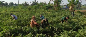 Di Sela Pembangunan, Personel TMMD 128 Kodim Lotim Sosialisasikan Bahaya Narkoba ke Petani