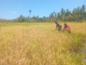 Babinsa Purnama Turun ke Sawah, Bantu Petani Atasi Hama dan Gulma