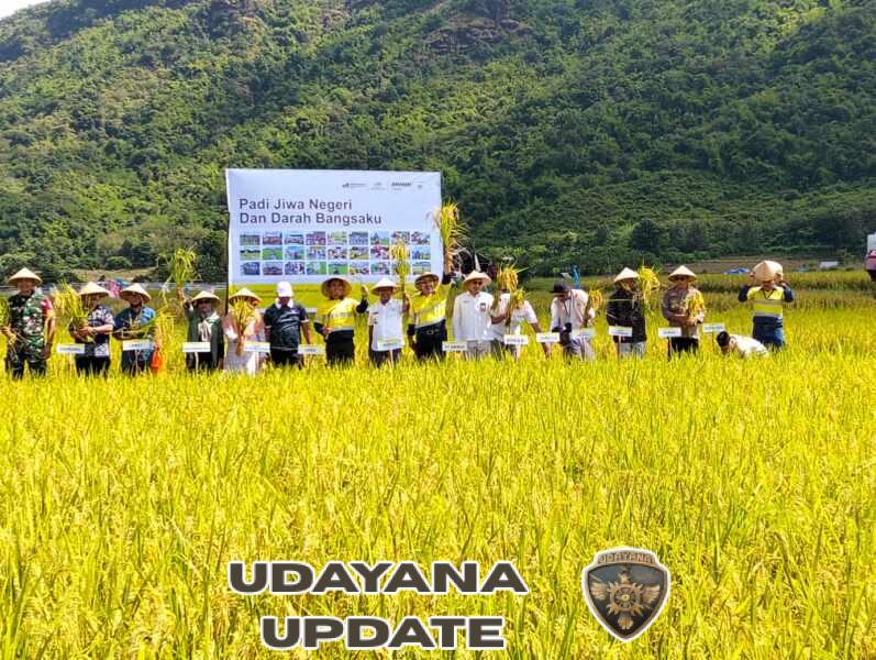 Danramil 1628-02/Sekongkang Bersama Forkopimda Hadiri Panen Padi Sri Organik