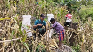 Yonarmed 12 Kostrad Perkuat Ketahanan Pangan, Panen Jagung Bersama Warga Perbatasan