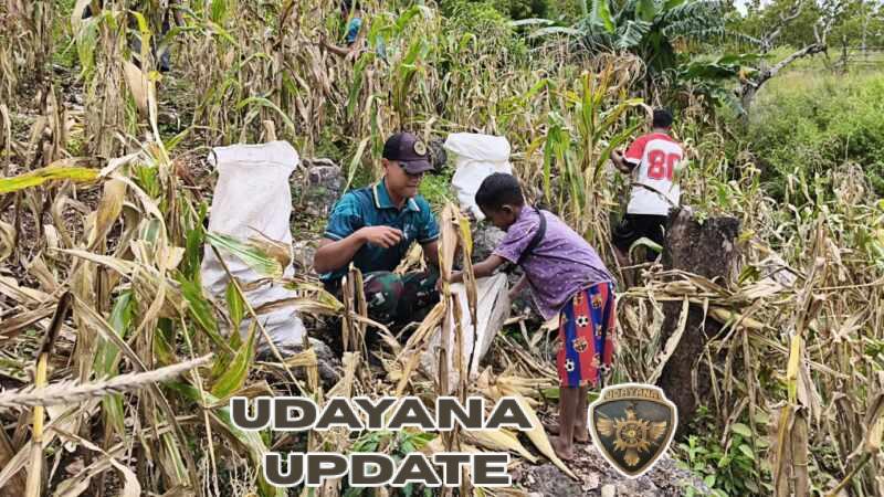 Yonarmed 12 Kostrad Perkuat Ketahanan Pangan, Panen Jagung Bersama Warga Perbatasan