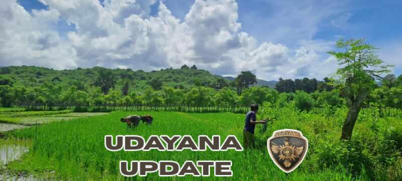 Babinsa Koramil 06/Karera Gotong Royong Bersama Warga Bersihkan gulma Padi di Kakaha