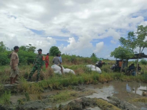Babinsa Koramil 03/Pahunga Lodu Dampingi Petani Panen Padi di Desa Kaliuda