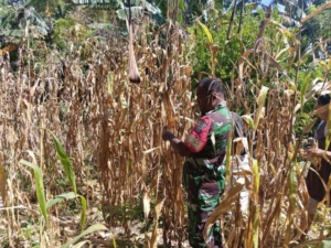 Babinsa dan Petani Bersinergi, Panen Jagung Kering Tingkatkan Ekonomi Desa