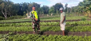 Babinsa Koramil 1618-01/Miotim Aktif Dampingi Petani Tingkatkan Produksi Pertanian