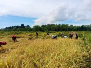Dukung Ketahanan Pangan, Babinsa Karera Turun Langsung Bantu Petani Panen Padi