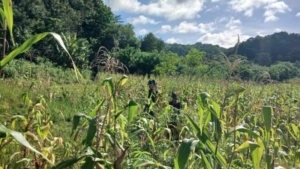 Babinsa Koramil 04/Tabundung Dampingi Petani Cek Kondisi Jagung Demi Dukung Ketahanan Pangan
