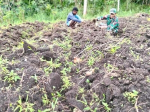 Babinsa Malaipea Aktif Dampingi Warga Siapkan Lahan Pertanian