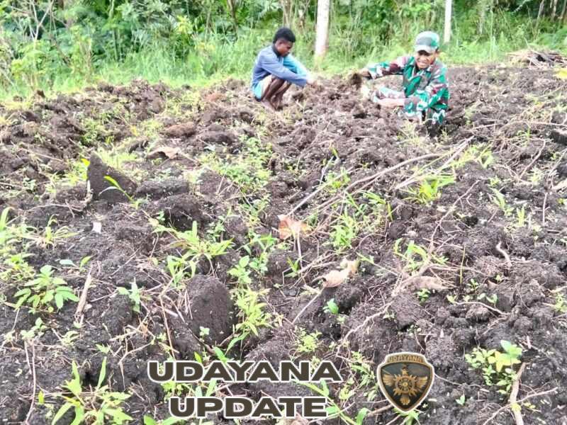 Babinsa Malaipea Aktif Dampingi Warga Siapkan Lahan Pertanian