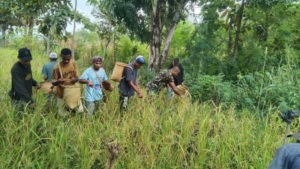 Babinsa Bandar Turun Langsung Bantu Petani Panen Padi di Pantar