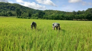 Babinsa Koramil 04/Tabundung Dampingi Petani Bersihkan Gulma di Sawah