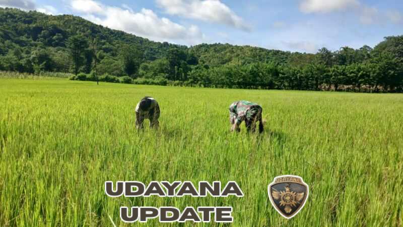 Babinsa Koramil 04/Tabundung Dampingi Petani Bersihkan Gulma di Sawah