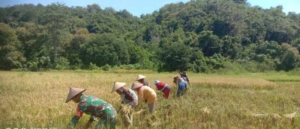 Sentuhan Babinsa di Sawah Ngilat, Petani Kian Bersemangat Panen
