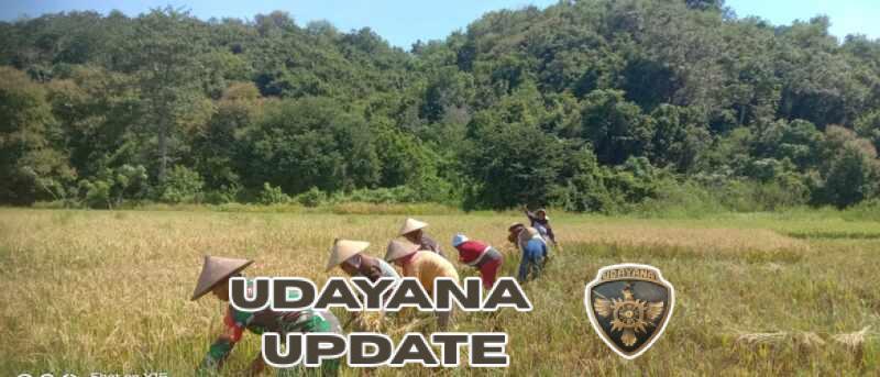 Sentuhan Babinsa di Sawah Ngilat, Petani Kian Bersemangat Panen