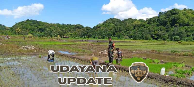 Babinsa Koramil 04/Tabundung Dampingi Warga Tanam Padi di Desa Karita