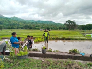 Hadir Tak Hanya Memantau, Babinsa juga Bantu Warga Tanam Padi
