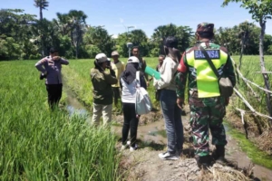 Babinsa Koramil 1618-03/Insut Dampingi Pengukuran Lahan Persawahan Warga Desa Oesoko