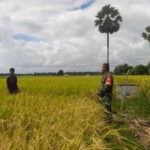 Babinsa Koramil 02/Rindi Umalulu Dampingi Petani, Pantau Pertumbuhan Padi di Desa Wanga