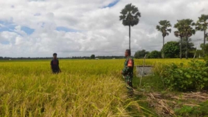 Babinsa Koramil 02/Rindi Umalulu Dampingi Petani, Pantau Pertumbuhan Padi di Desa Wanga